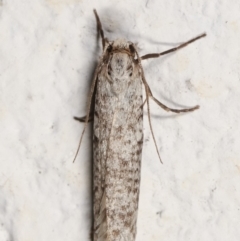 Lepidoscia (genus) ADULT at Melba, ACT - 22 Mar 2021