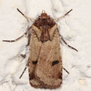 Agrotis porphyricollis at Melba, ACT - 22 Mar 2021