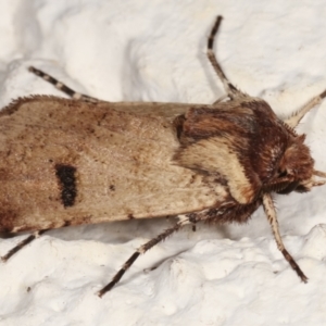 Agrotis porphyricollis at Melba, ACT - 22 Mar 2021 10:58 PM