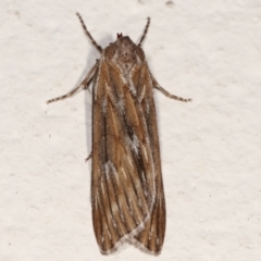 Ciampa arietaria (Brown Pasture Looper Moth) at Melba, ACT - 22 Mar 2021 by kasiaaus
