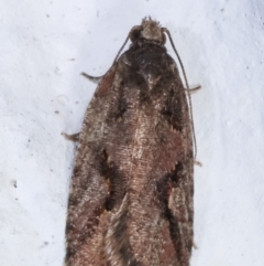 Epitymbia (genus) at Melba, ACT - 22 Mar 2021