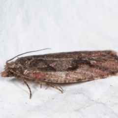 Epitymbia (genus) at Melba, ACT - 22 Mar 2021