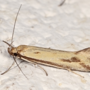 Corynotricha antipodella at Melba, ACT - 22 Mar 2021