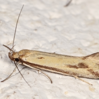 Corynotricha antipodella (a Concealer Moth) at Melba, ACT - 22 Mar 2021 by kasiaaus