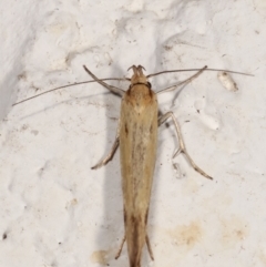 Corynotricha antipodella at Melba, ACT - 22 Mar 2021