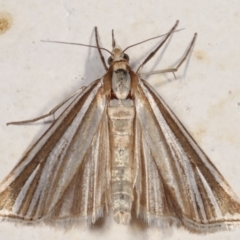 Hednota species near grammellus (Pyralid or snout moth) at Melba, ACT - 22 Mar 2021 by kasiaaus