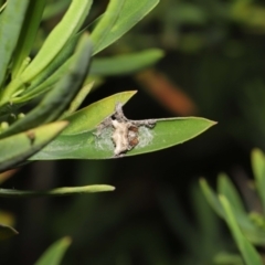 Celaenia atkinsoni (Atkinson's bird-dropping spider) at ANBG - 26 Mar 2021 by TimL