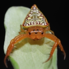 Arkys walckenaeri (Triangle spider) at Downer, ACT - 26 Mar 2021 by TimL