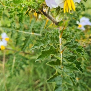 Solanum sisymbriifolium at Pialligo, ACT - 17 Mar 2021 11:06 AM