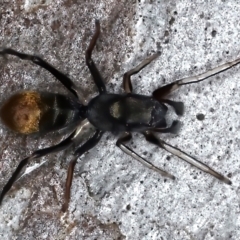 Myrmarachne luctuosa (Polyrachis Ant Mimic Spider) at Mount Ainslie - 25 Mar 2021 by jb2602