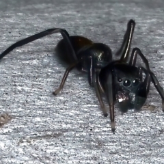 Myrmarachne luctuosa at Majura, ACT - 25 Mar 2021 05:45 PM