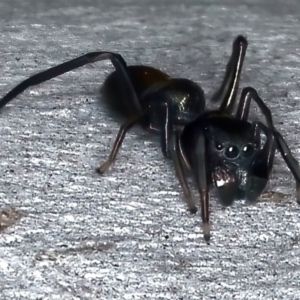 Myrmarachne luctuosa at Majura, ACT - 25 Mar 2021 05:45 PM