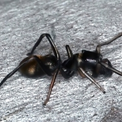 Myrmarachne luctuosa at Majura, ACT - 25 Mar 2021 05:45 PM