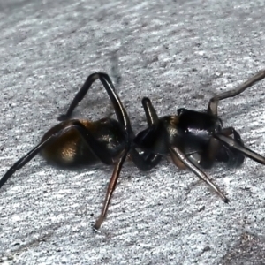 Myrmarachne luctuosa at Majura, ACT - 25 Mar 2021