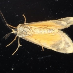 Anestia (genus) at Ainslie, ACT - 25 Mar 2021