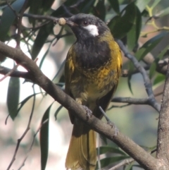 Nesoptilotis leucotis (White-eared Honeyeater) at Paddys River, ACT - 11 Feb 2021 by michaelb