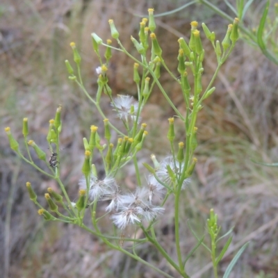 Senecio diaschides (Erect Groundsel) at Paddys River, ACT - 11 Feb 2021 by MichaelBedingfield