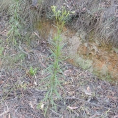 Senecio diaschides at Paddys River, ACT - 11 Feb 2021