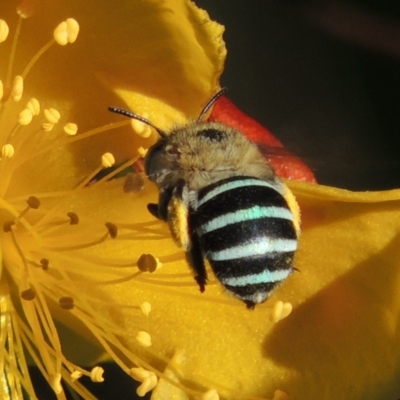 Amegilla (Zonamegilla) asserta (Blue Banded Bee) at Pollinator-friendly garden Conder - 10 Jan 2021 by MichaelBedingfield