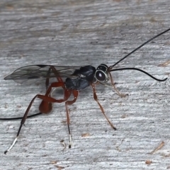 Gotra sp. (genus) (Unidentified Gotra ichneumon wasp) at Mount Ainslie - 25 Mar 2021 by jb2602