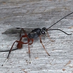 Gotra sp. (genus) (Unidentified Gotra ichneumon wasp) at Majura, ACT - 25 Mar 2021 by jb2602