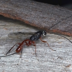 Gotra sp. (genus) at Majura, ACT - 25 Mar 2021 05:55 PM