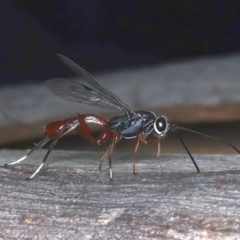 Gotra sp. (genus) at Majura, ACT - 25 Mar 2021 05:55 PM