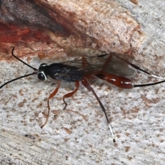 Gotra sp. (genus) at Majura, ACT - 25 Mar 2021 05:55 PM