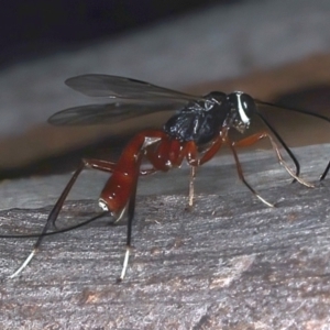 Gotra sp. (genus) at Majura, ACT - 25 Mar 2021 05:55 PM