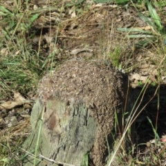 Papyrius sp. (genus) (A Coconut Ant) at Callum Brae - 25 Mar 2021 by SandraH