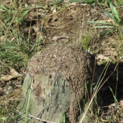 Papyrius sp. (genus) (A Coconut Ant) at Callum Brae - 26 Mar 2021 by SandraH