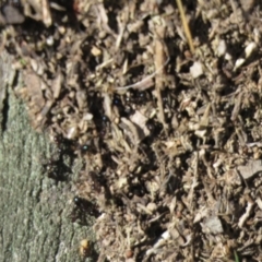 Papyrius sp. (genus) at Jerrabomberra, ACT - suppressed