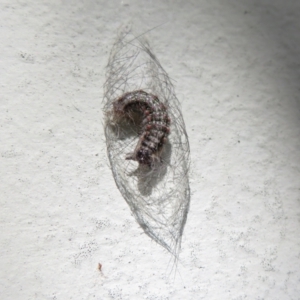 Anestia (genus) at Flynn, ACT - 26 Mar 2021