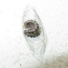 Anestia (genus) at Flynn, ACT - 26 Mar 2021