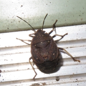 Platycoris rotundatus at Flynn, ACT - 26 Mar 2021