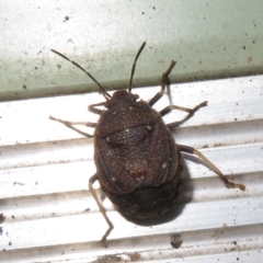 Platycoris rotundatus (A shield bug) at Flynn, ACT - 26 Mar 2021 by Christine