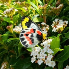 Delias harpalyce (Imperial Jezebel) at Gordon, ACT - 26 Mar 2021 by Roman