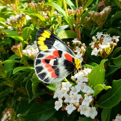 Delias harpalyce (Imperial Jezebel) at Gordon, ACT - 27 Mar 2021 by RomanSoroka