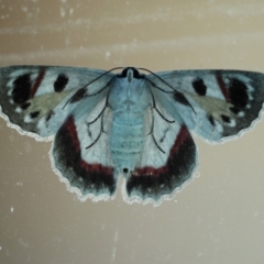 Crypsiphona ocultaria (Red-lined Looper Moth) at Chisholm, ACT - 26 Mar 2021 by RodDeb