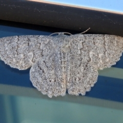 Crypsiphona ocultaria at Chisholm, ACT - 26 Mar 2021