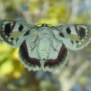 Crypsiphona ocultaria at Chisholm, ACT - 26 Mar 2021