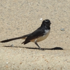 Rhipidura leucophrys (Willie Wagtail) at Macarthur, ACT - 26 Mar 2021 by RodDeb