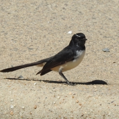 Rhipidura leucophrys (Willie Wagtail) at Macarthur, ACT - 26 Mar 2021 by RodDeb