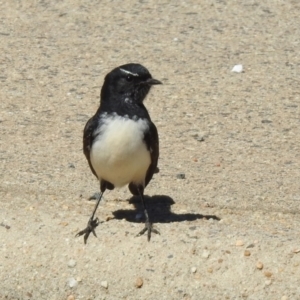 Rhipidura leucophrys at Macarthur, ACT - 26 Mar 2021