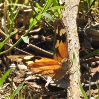 Heteronympha merope (Common Brown Butterfly) at Tharwa Bridge - 26 Mar 2021 by RodDeb