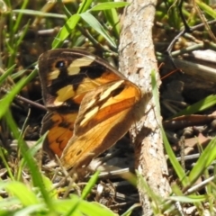 Heteronympha merope at Tharwa, ACT - 26 Mar 2021