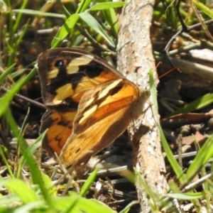 Heteronympha merope at Tharwa, ACT - 26 Mar 2021 01:37 PM