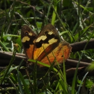 Heteronympha merope at Tharwa, ACT - 26 Mar 2021