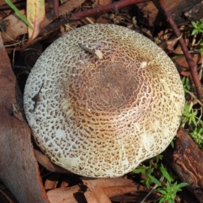 Agaricus sp. (Agaricus) at Tharwa Bridge - 26 Mar 2021 by RodDeb