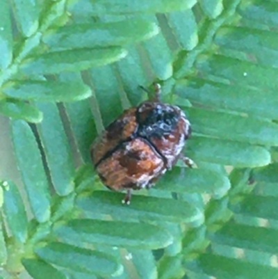 Elaphodes sp. (genus) (Leaf beetle) at Mundoonen Nature Reserve - 27 Mar 2021 by NedJohnston